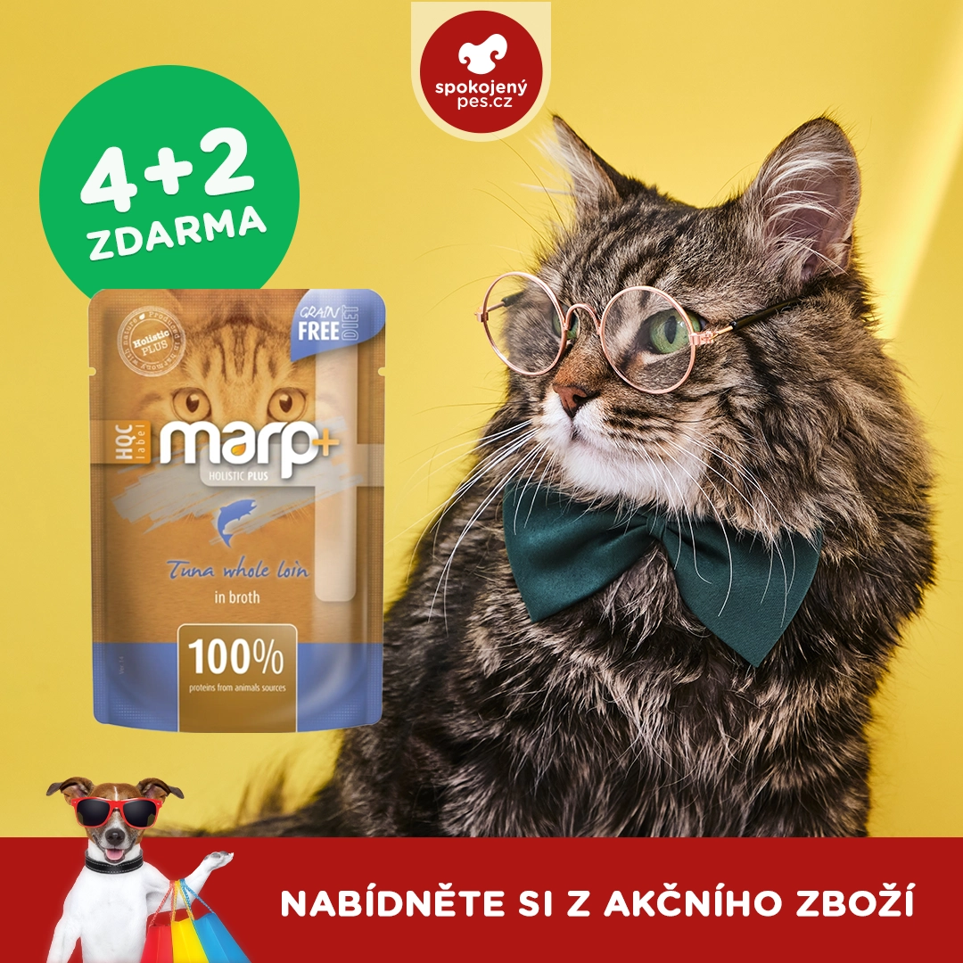 cat marp.webp